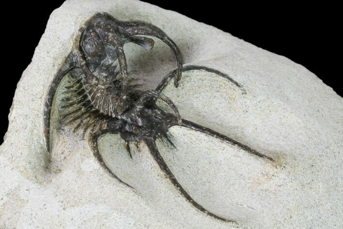 Bargain, Spiny Ceratarges Trilobite - Zireg, Morocco #161332